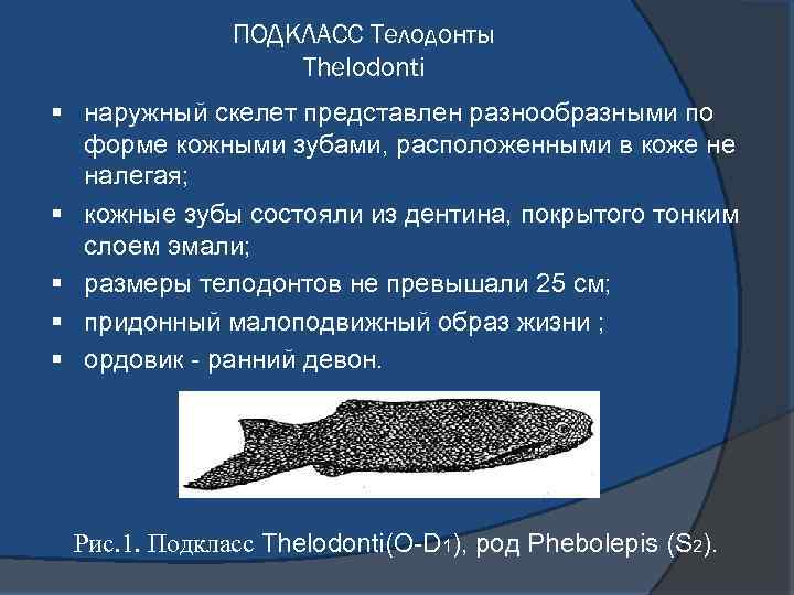 ПОДКЛАСС Телодонты Thelodonti § наружный скелет представлен разнообразными по форме кожными зубами, расположенными в