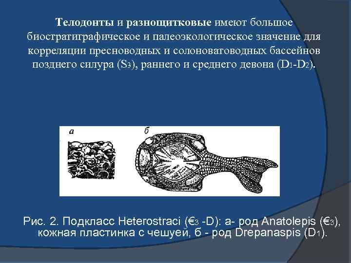 Телодонты и разнощитковые имеют большое биостратиграфическое и палеоэкологическое значение для корреляции пресноводных и солоноватоводных