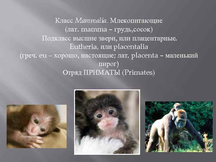 Класс Mammalia. Млекопитающие (лат. mamma – грудь, сосок) Подкласс высшие звери, или плацентарные. Eutheria,