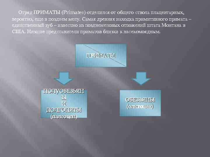 Отряд ПРИМАТЫ (Primates) отделился от общего ствола плацентарных, вероятно, еще в позднем мелу. Самая