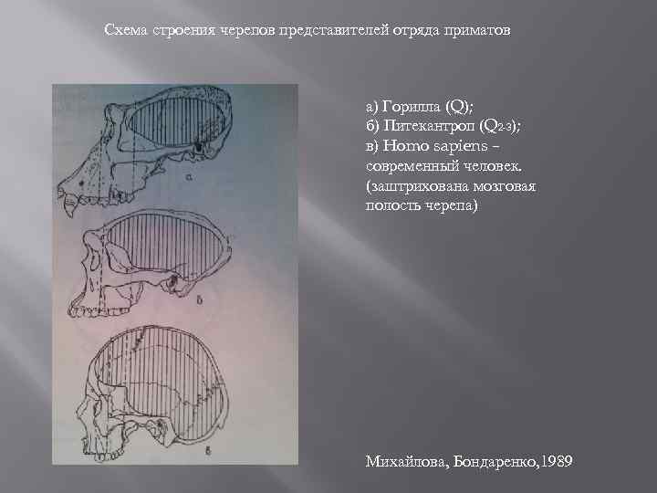 Схема строения черепов представителей отряда приматов а) Горилла (Q); б) Питекантроп (Q 2 -3);