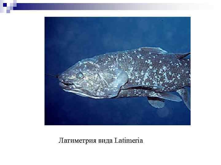 Латиметрия вида Latimeria 