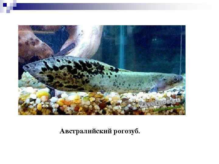 Австралийский рогозуб. 