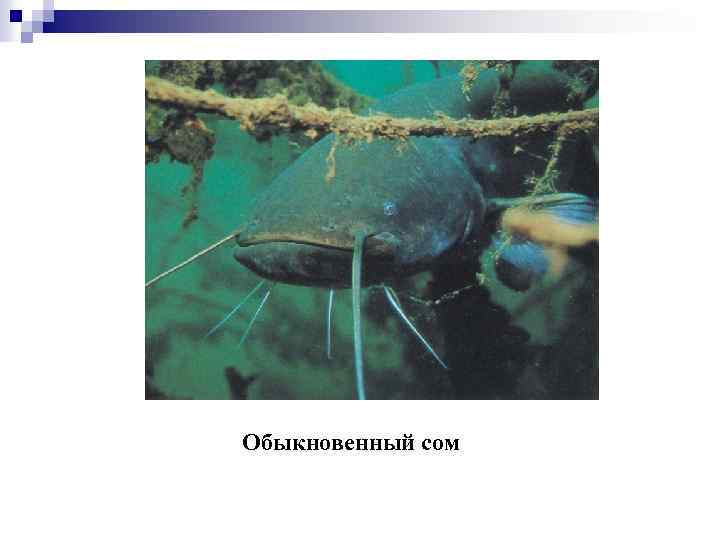 Обыкновенный сом 