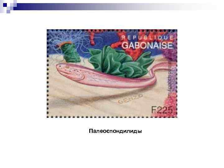 Палеоспондилиды 