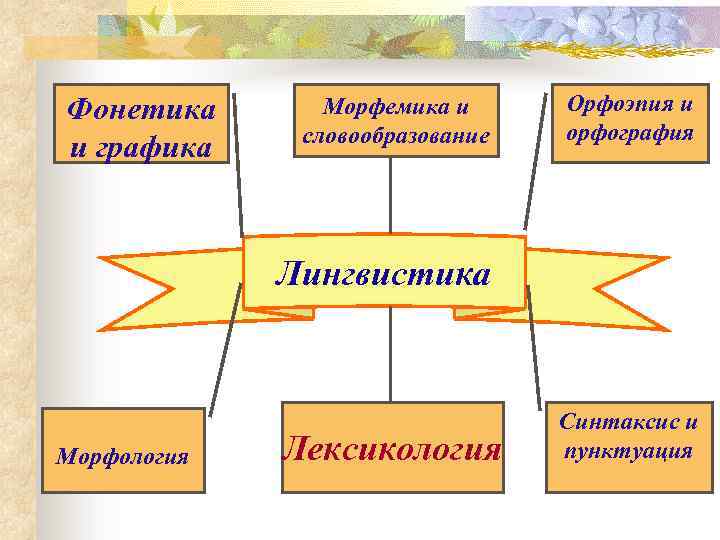Фонетика графика и Морфемика и словообразование Орфоэпия и орфография Лингвистика Морфология Лексикология Синтаксис и