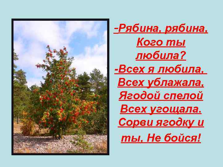 -Рябина, рябина, Кого ты любила? -Всех я любила, Всех ублажала, Ягодой спелой Всех угощала.