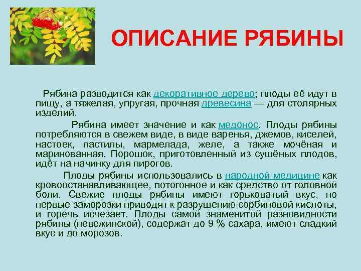 ОПИСАНИЕ РЯБИНЫ Рябина разводится как декоративное дерево; плоды её идут в пищу, а тяжелая,