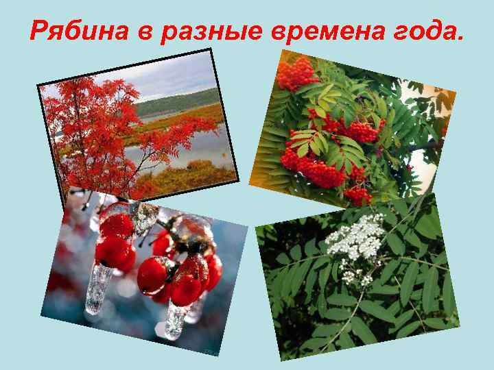 Рябина в разные времена года. 