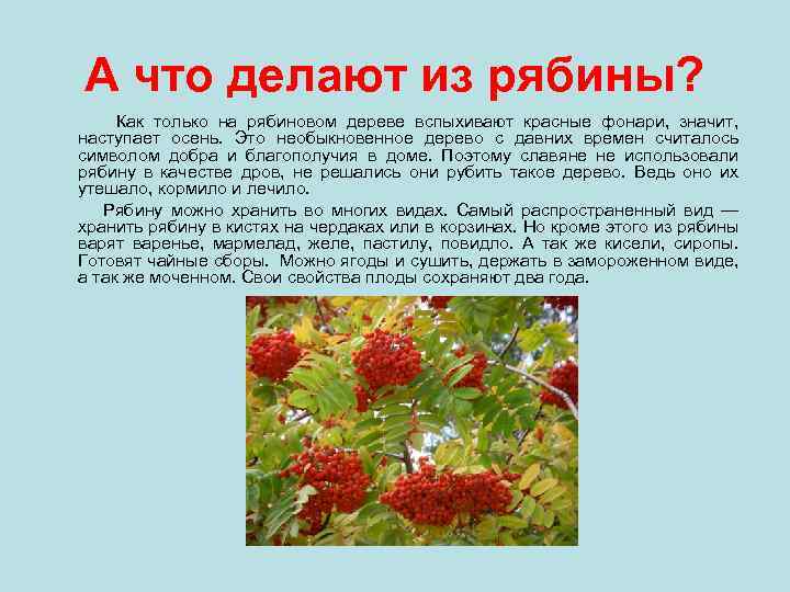 А что делают из рябины? Как только на рябиновом дереве вспыхивают красные фонари, значит,