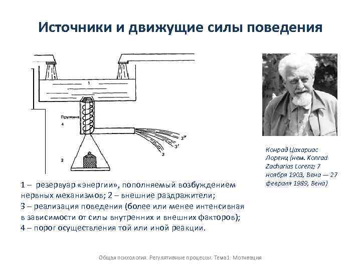 Источники и движущие силы поведения 1 – резервуар «энергии» , пополняемый возбуждением нервных механизмов;