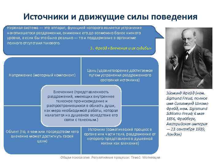 Источники и движущие силы поведения Нервная система — это аппарат, функцией которого является устранение