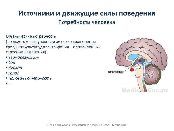 Источники и движущие силы поведения Потребности человека Органические потребности (предметом выступают физические компоненты среды;