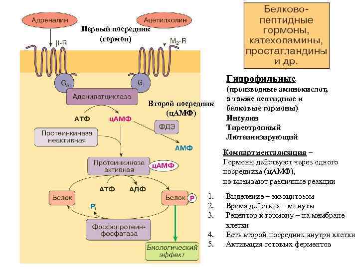 Первый посредник (гормон) Гидрофильные Второй посредник (ц. АМФ) (производные аминокислот, а также пептидные и