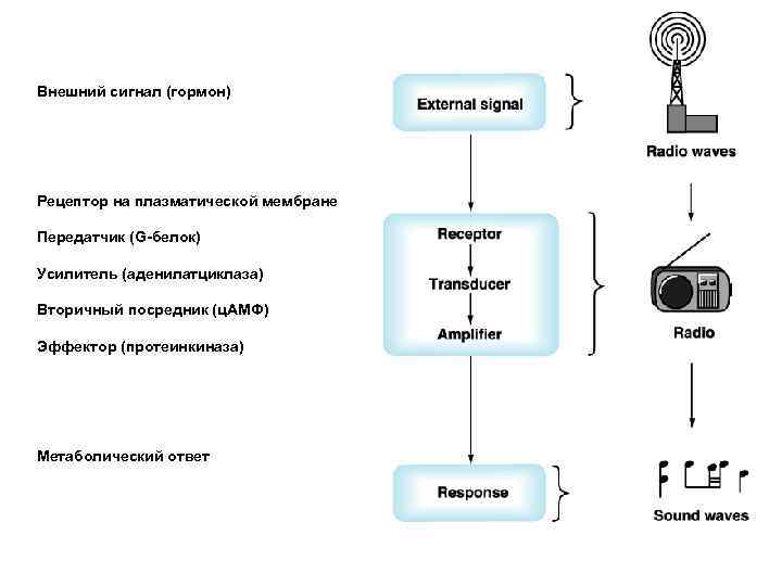 Внешний сигнал (гормон) Рецептор на плазматической мембране Передатчик (G-белок) Усилитель (аденилатциклаза) Вторичный посредник (ц.