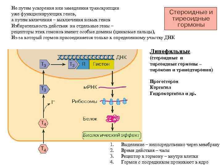 Путь более длиннее. Рецепторы тиреоидных гормонов. Рецепторы тироксина. Активация транскрипции гормонами. Рецепторы к тиреоидным гормонам.