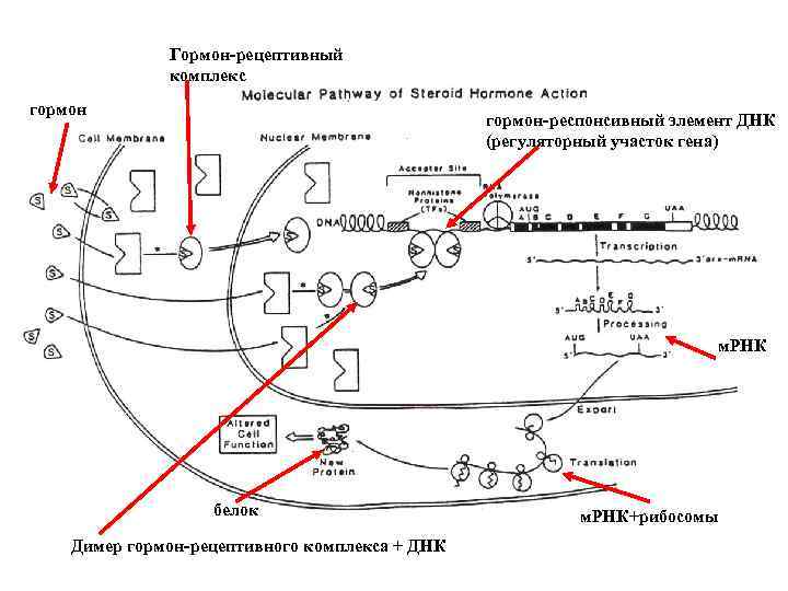 Гормон-рецептивный комплекс гормон-респонсивный элемент ДНК (регуляторный участок гена) м. РНК белок Димер гормон-рецептивного комплекса