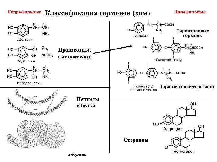 Гидрофильные Классификация гормонов (хим) Липофильные Производные аминокислот (производные тирозина) Пептиды и белки Стероиды инсулин