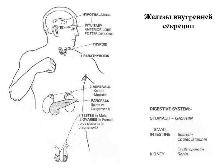 Железы внутренней секреции 