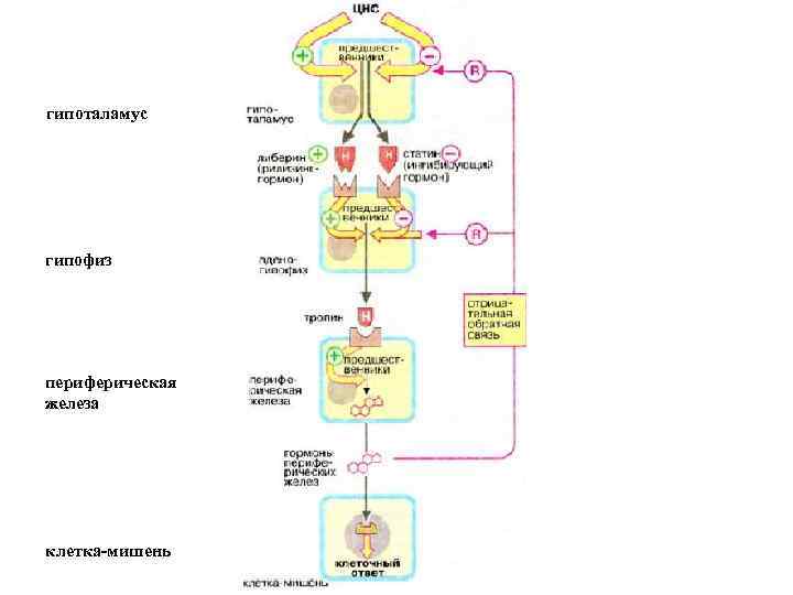 гипоталамус гипофиз периферическая железа клетка-мишень 