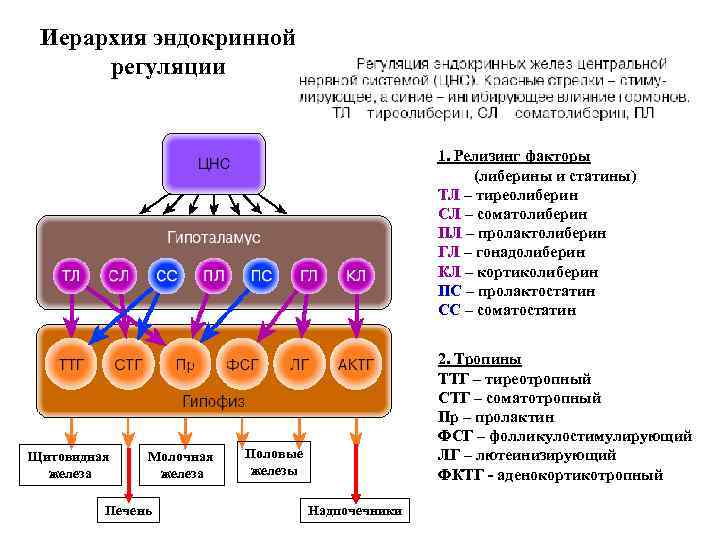 Иерархия эндокринной регуляции 1. Релизинг факторы (либерины и статины) ТЛ – тиреолиберин СЛ –