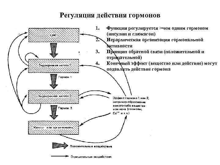 Регуляция действия