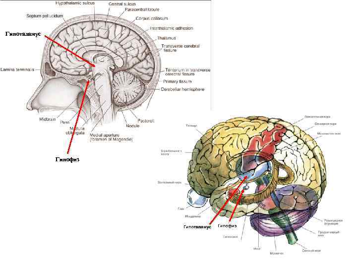 Гипоталамус Гипофиз 