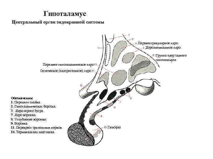 Гипоталамус Центральный орган эндокринной системы Паравентрикулярное ядро. Дорсомедиальное ядро Группа ядер заднего гипоталамуса Переднее