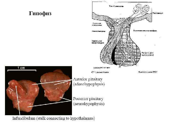 Гипофиз 
