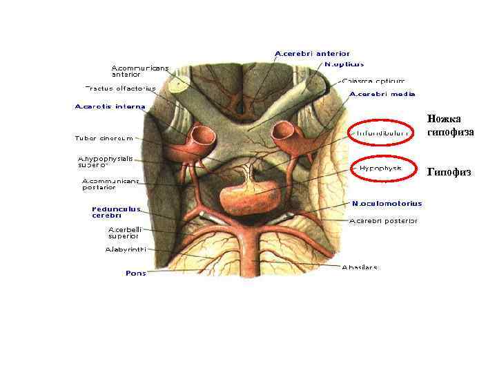 Ножка гипофиза Гипофиз 