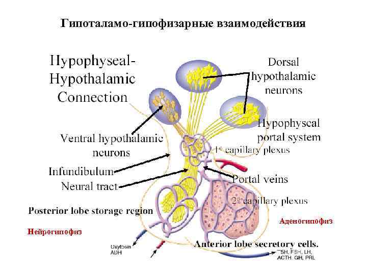 Гипоталамо-гипофизарные взаимодействия Аденогипофиз Нейрогипофиз 