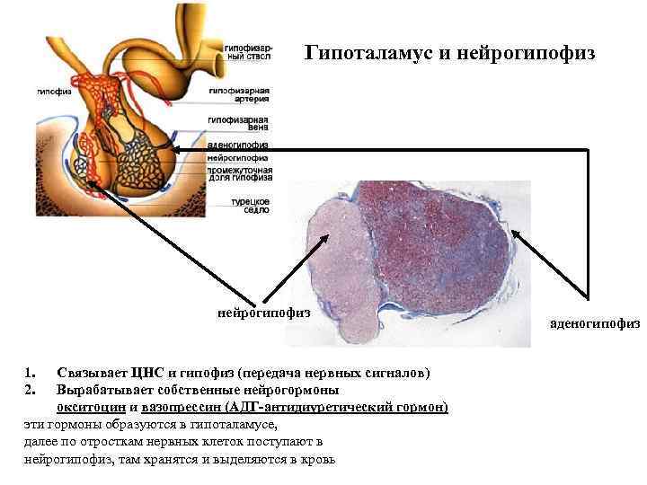 Гормоны нейрогипофиза