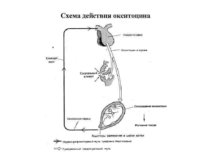 Схема введения окситоцина по гуртовому