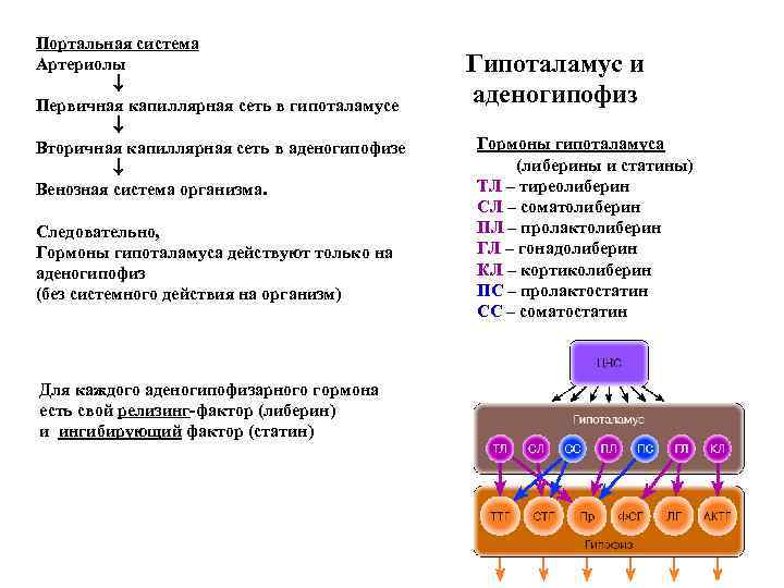 Портальная система Артериолы Первичная капиллярная сеть в гипоталамусе Вторичная капиллярная сеть в аденогипофизе Венозная