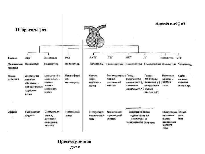 Аденогипофиз Нейрогипофиз Промежуточная доля 