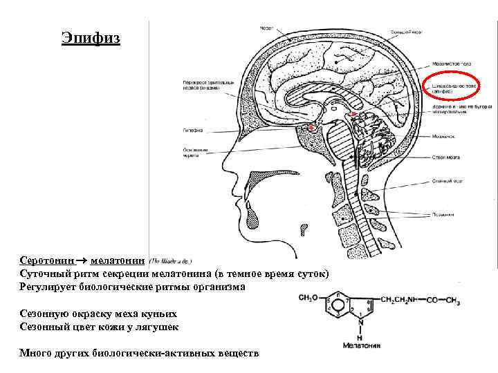 Эпифиз Серотонин мелатонин Суточный ритм секреции мелатонина (в темное время суток) Регулирует биологические ритмы