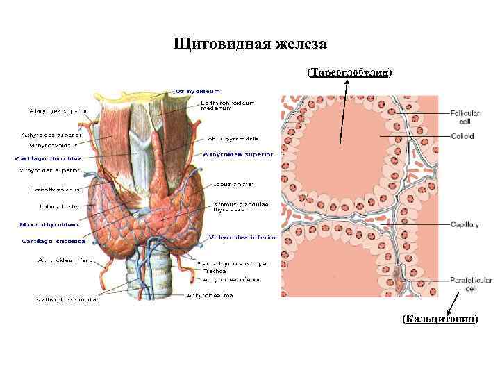 Щитовидная железа (Тиреоглобулин) (Кальцитонин) 