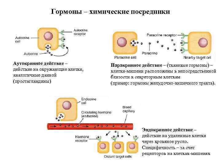 Гормоны – химические посредники Аутокринное действие – действие на окружающие клетки, аналогичные данной (простагландины)