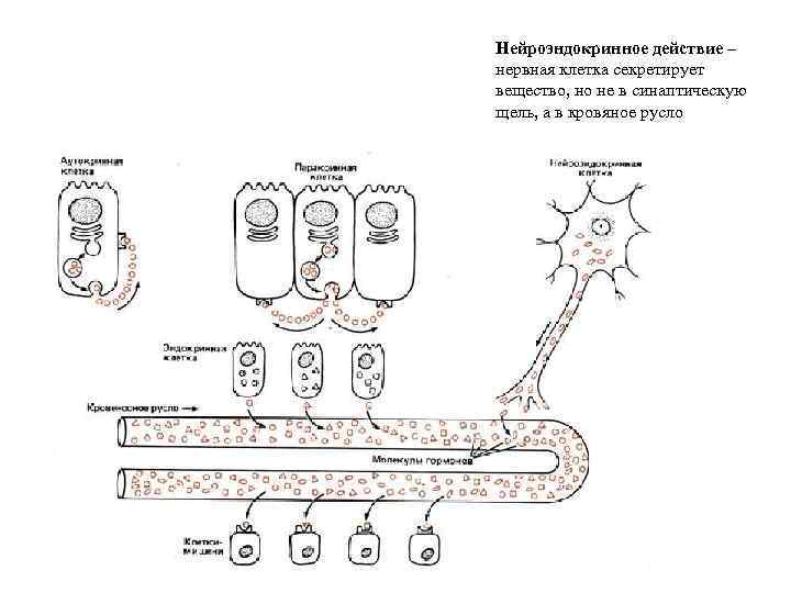 Нейроэндокринное действие – нервная клетка секретирует вещество, но не в синаптическую щель, а в