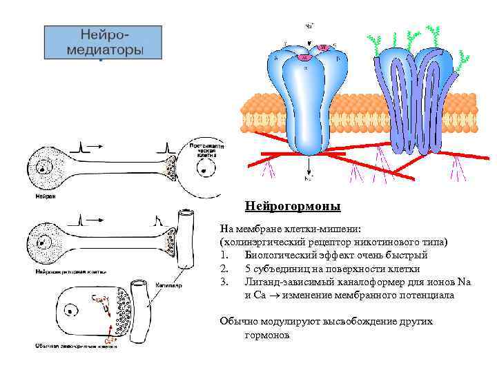 Нейрогормоны На мембране клетки-мишени: (холинэргический рецептор никотинового типа) 1. Биологический эффект очень быстрый 2.