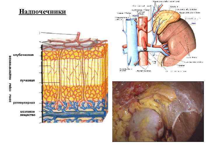 Надпочечники 