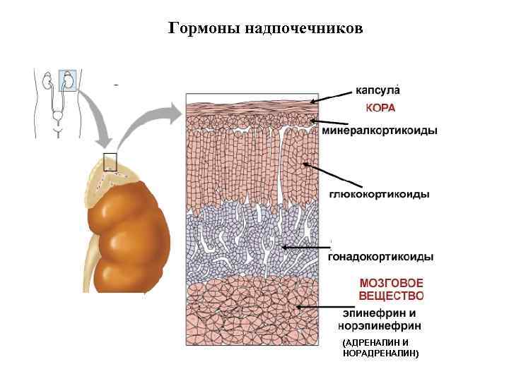 Гормоны надпочечников (АДРЕНАЛИН И НОРАДРЕНАЛИН) 