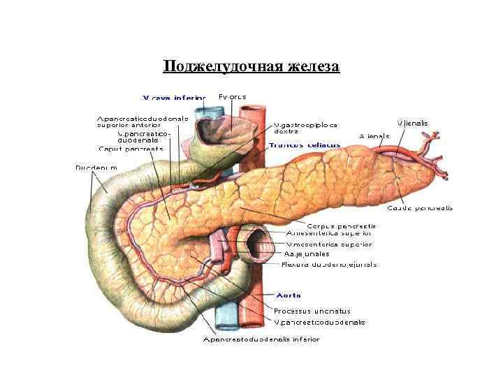 Поджелудочная железа 