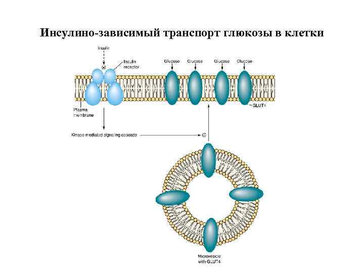 Транспорт глюкозы