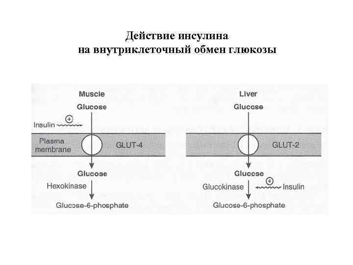 Используя данные диаграммы объясните функцию эстрогена