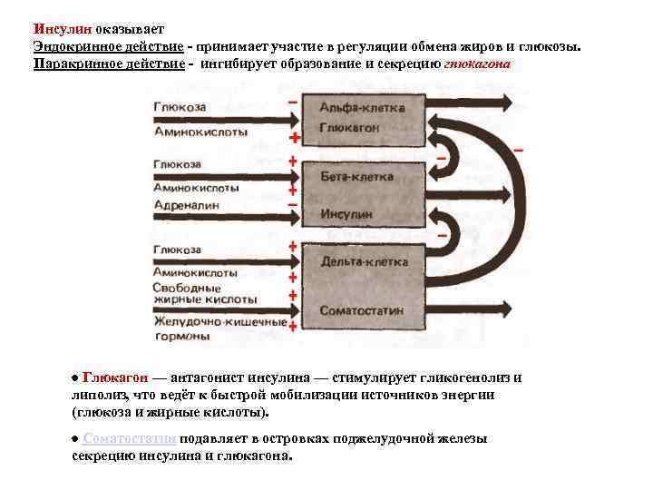 Инсулин оказывает Эндокринное действие - принимает участие в регуляции обмена жиров и глюкозы. Паракринное