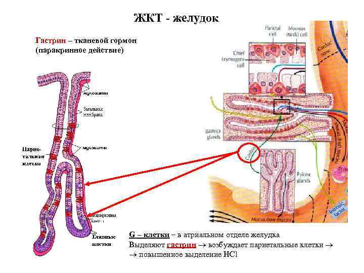 ЖКТ - желудок Гастрин – тканевой гормон (паракринное действие) G – клетки – в