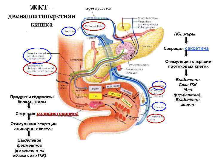 Стимулированная секреция