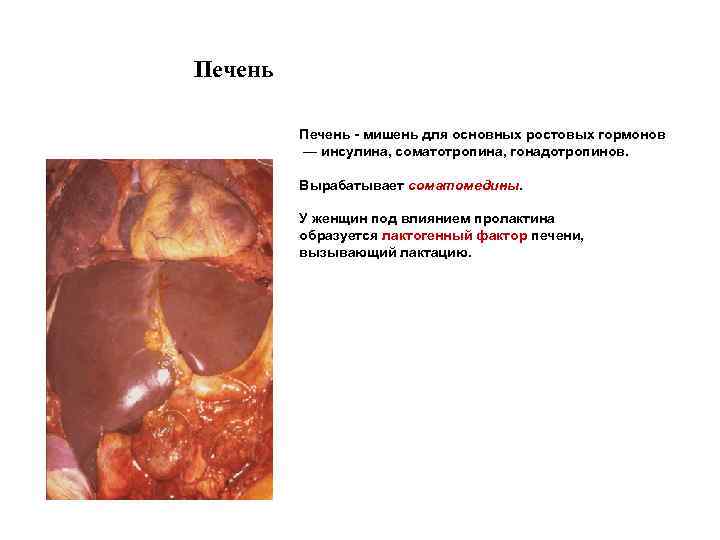 Печень - мишень для основных ростовых гормонов — инсулина, соматотропина, гонадотропинов. Вырабатывает соматомедины. У