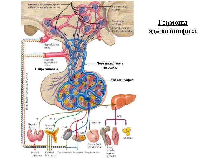 Гипоталамус аденогипофиз кора надпочечников схема